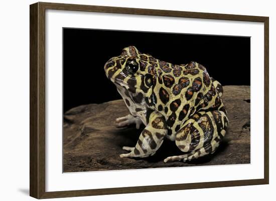 Leptodactylus Laticeps (Santa Fe Frog)-Paul Starosta-Framed Photographic Print