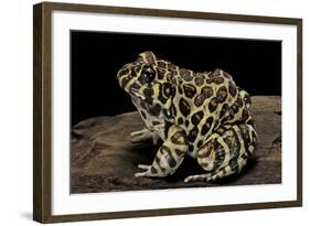 Leptodactylus Laticeps (Santa Fe Frog)-Paul Starosta-Framed Photographic Print