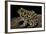 Leptodactylus Laticeps (Santa Fe Frog)-Paul Starosta-Framed Photographic Print