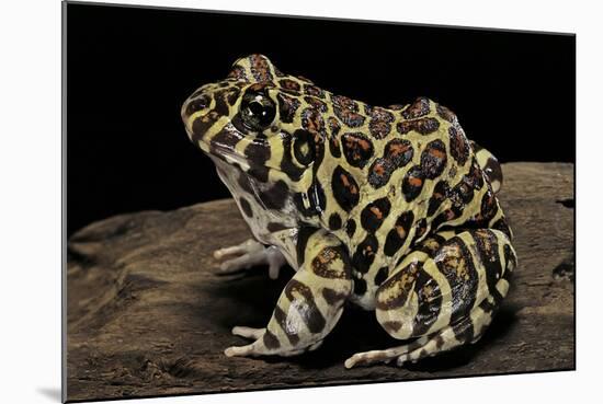 Leptodactylus Laticeps (Santa Fe Frog)-Paul Starosta-Mounted Photographic Print