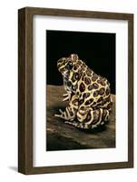 Leptodactylus Laticeps (Santa Fe Frog)-Paul Starosta-Framed Photographic Print