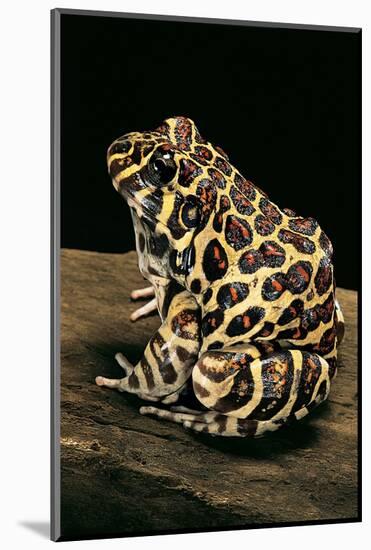 Leptodactylus Laticeps (Santa Fe Frog)-Paul Starosta-Mounted Photographic Print