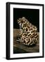 Leptodactylus Laticeps (Santa Fe Frog)-Paul Starosta-Framed Photographic Print