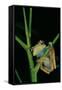 Leptopelis Barbouri (Barbour's Tree Frog)-Paul Starosta-Framed Stretched Canvas