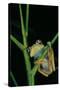 Leptopelis Barbouri (Barbour's Tree Frog)-Paul Starosta-Stretched Canvas