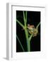 Leptopelis Barbouri (Barbour's Tree Frog)-Paul Starosta-Framed Photographic Print