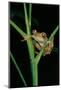 Leptopelis Barbouri (Barbour's Tree Frog)-Paul Starosta-Mounted Photographic Print