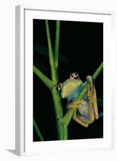 Leptopelis Barbouri (Barbour's Tree Frog)-Paul Starosta-Framed Photographic Print