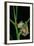 Leptopelis Barbouri (Barbour's Tree Frog)-Paul Starosta-Framed Photographic Print