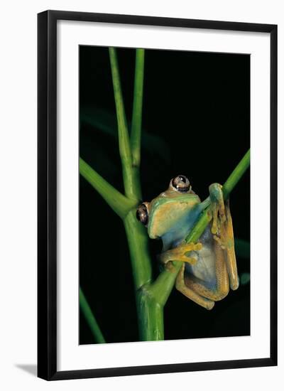 Leptopelis Barbouri (Barbour's Tree Frog)-Paul Starosta-Framed Photographic Print