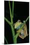Leptopelis Barbouri (Barbour's Tree Frog)-Paul Starosta-Mounted Photographic Print