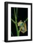 Leptopelis Barbouri (Barbour's Tree Frog)-Paul Starosta-Framed Photographic Print