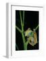 Leptopelis Barbouri (Barbour's Tree Frog)-Paul Starosta-Framed Photographic Print