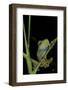 Leptopelis Barbouri (Barbour's Tree Frog)-Paul Starosta-Framed Photographic Print