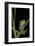 Leptopelis Barbouri (Barbour's Tree Frog)-Paul Starosta-Framed Photographic Print