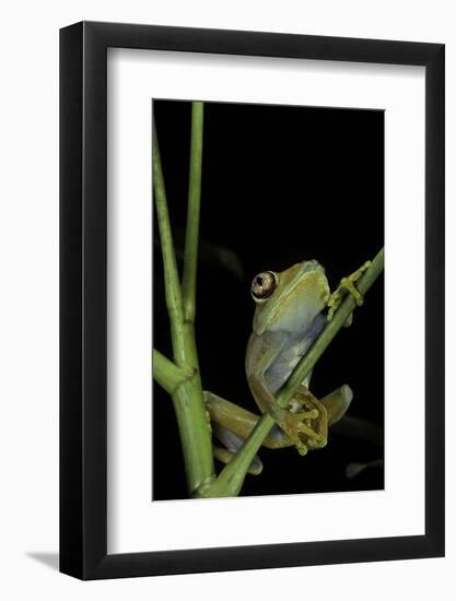 Leptopelis Barbouri (Barbour's Tree Frog)-Paul Starosta-Framed Photographic Print