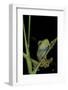 Leptopelis Barbouri (Barbour's Tree Frog)-Paul Starosta-Framed Photographic Print