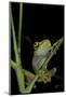 Leptopelis Barbouri (Barbour's Tree Frog)-Paul Starosta-Mounted Photographic Print