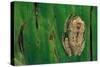 Leptopelis Brevirostris (Cameroon Forest Treefrog)-Paul Starosta-Stretched Canvas