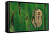 Leptopelis Brevirostris (Cameroon Forest Treefrog)-Paul Starosta-Framed Stretched Canvas