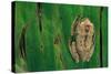 Leptopelis Brevirostris (Cameroon Forest Treefrog)-Paul Starosta-Stretched Canvas