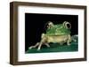 Leptopelis Brevirostris (Cameroon Forest Treefrog)-Paul Starosta-Framed Photographic Print