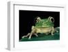 Leptopelis Brevirostris (Cameroon Forest Treefrog)-Paul Starosta-Framed Photographic Print