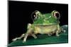 Leptopelis Brevirostris (Cameroon Forest Treefrog)-Paul Starosta-Mounted Photographic Print