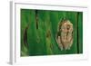 Leptopelis Brevirostris (Cameroon Forest Treefrog)-Paul Starosta-Framed Photographic Print