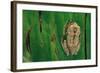 Leptopelis Brevirostris (Cameroon Forest Treefrog)-Paul Starosta-Framed Photographic Print