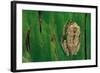 Leptopelis Brevirostris (Cameroon Forest Treefrog)-Paul Starosta-Framed Photographic Print