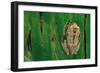 Leptopelis Brevirostris (Cameroon Forest Treefrog)-Paul Starosta-Framed Photographic Print