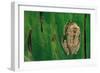 Leptopelis Brevirostris (Cameroon Forest Treefrog)-Paul Starosta-Framed Photographic Print