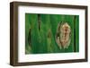 Leptopelis Brevirostris (Cameroon Forest Treefrog)-Paul Starosta-Framed Photographic Print