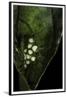 Leptopelis Sp. (Forest Treefrog ) - Eggs-Paul Starosta-Framed Premium Photographic Print