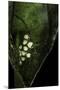 Leptopelis Sp. (Forest Treefrog ) - Eggs-Paul Starosta-Mounted Premium Photographic Print