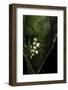 Leptopelis Sp. (Forest Treefrog ) - Eggs-Paul Starosta-Framed Photographic Print