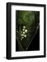 Leptopelis Sp. (Forest Treefrog ) - Eggs-Paul Starosta-Framed Photographic Print