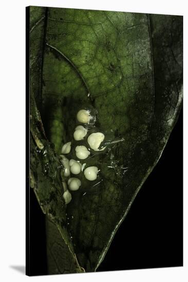 Leptopelis Sp. (Forest Treefrog ) - Eggs-Paul Starosta-Stretched Canvas