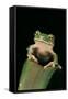 Leptopelis Sp. (Forest Treefrog )-Paul Starosta-Framed Stretched Canvas