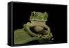 Leptopelis Sp. (Forest Treefrog )-Paul Starosta-Framed Stretched Canvas