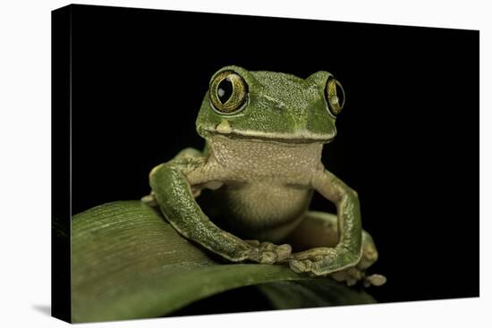 Leptopelis Sp. (Forest Treefrog )-Paul Starosta-Stretched Canvas