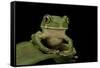 Leptopelis Sp. (Forest Treefrog )-Paul Starosta-Framed Stretched Canvas