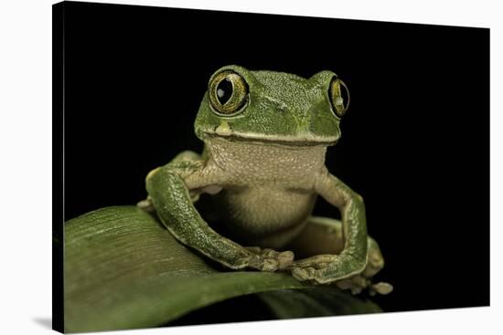 Leptopelis Sp. (Forest Treefrog )-Paul Starosta-Stretched Canvas