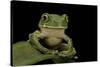 Leptopelis Sp. (Forest Treefrog )-Paul Starosta-Stretched Canvas