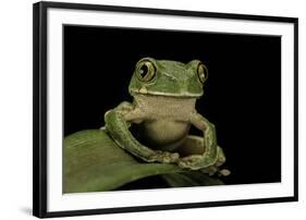 Leptopelis Sp. (Forest Treefrog )-Paul Starosta-Framed Premium Photographic Print