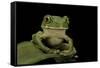 Leptopelis Sp. (Forest Treefrog )-Paul Starosta-Framed Stretched Canvas