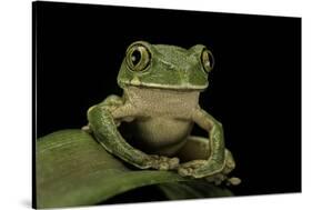 Leptopelis Sp. (Forest Treefrog )-Paul Starosta-Stretched Canvas
