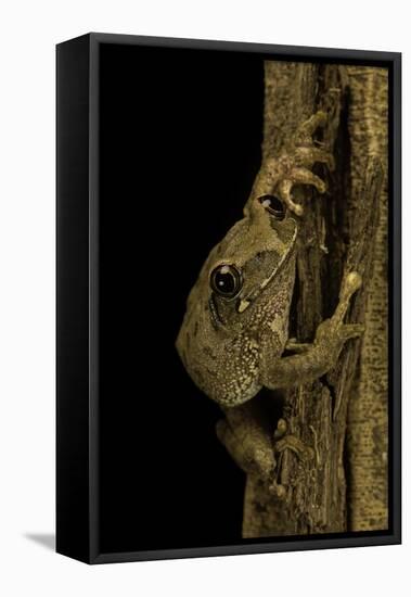 Leptopelis Sp. (Forest Treefrog )-Paul Starosta-Framed Stretched Canvas