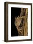 Leptopelis Sp. (Forest Treefrog )-Paul Starosta-Framed Photographic Print